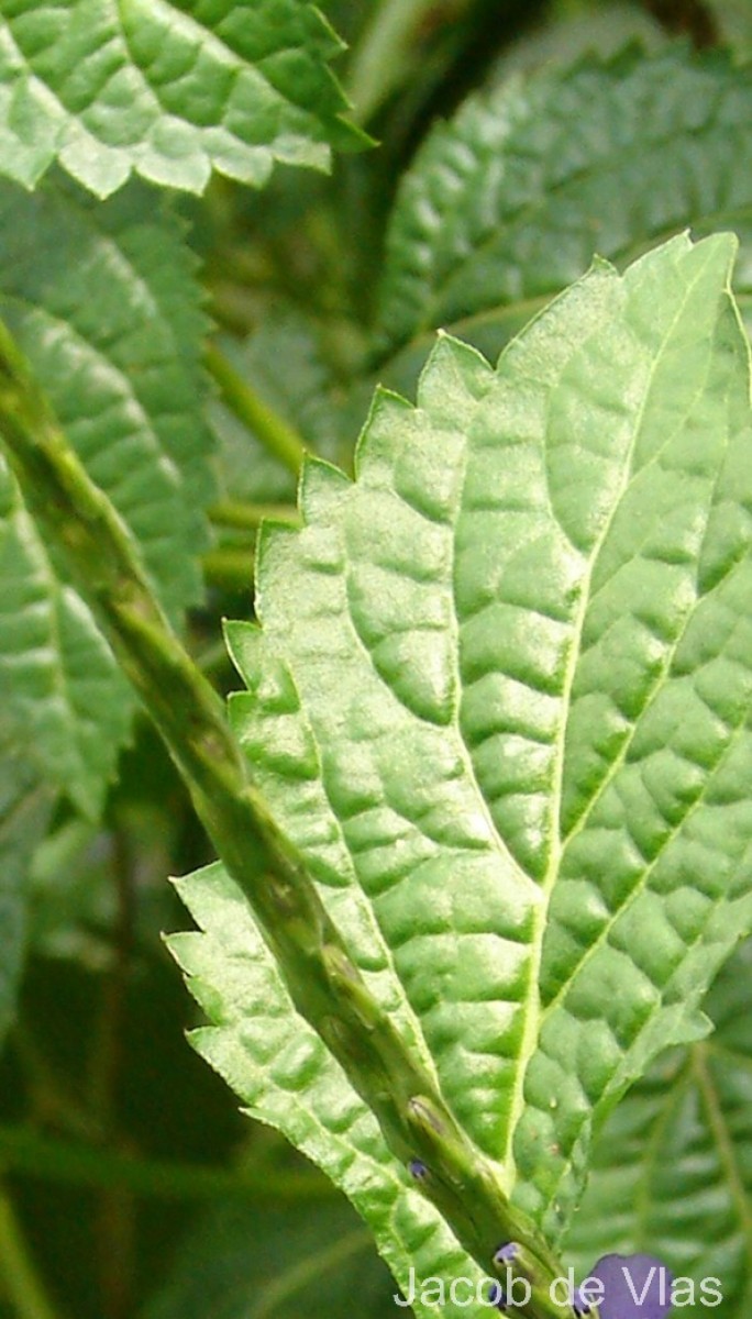 Stachytarpheta urticifolia Sims